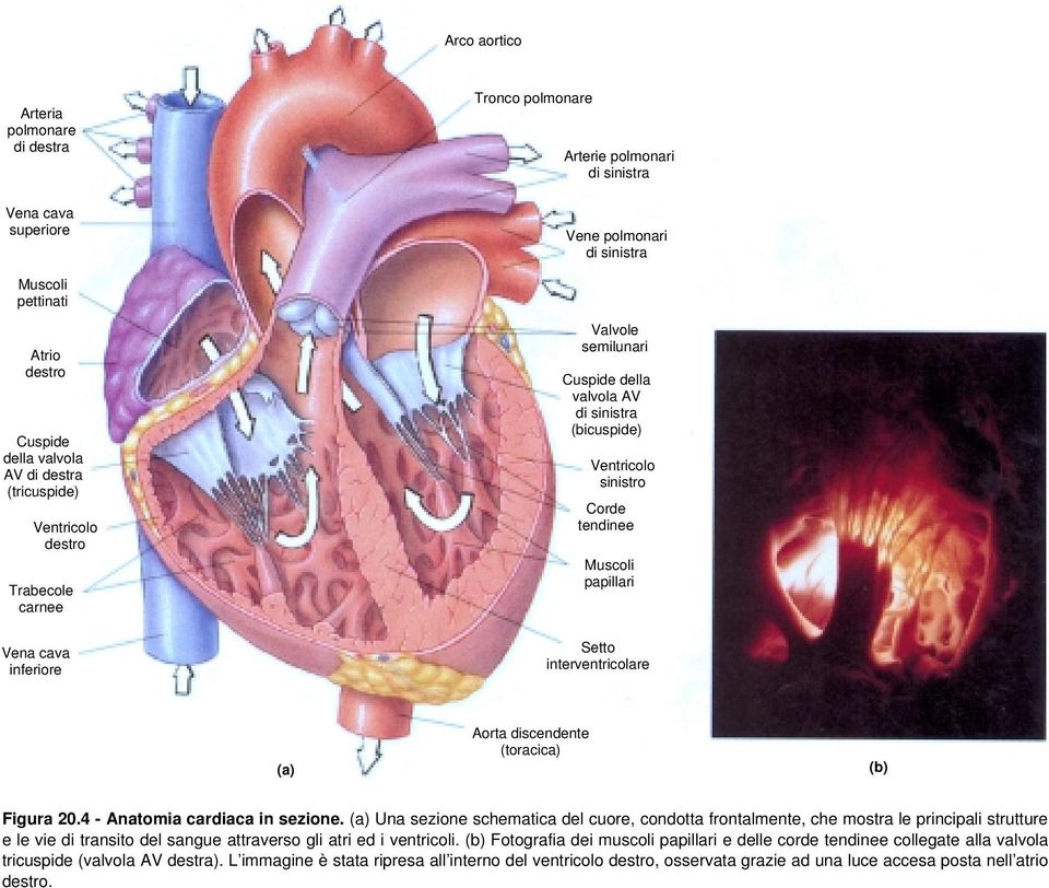 Setto interventricolare (a) Aorta discendente (toracica) (b) Figura 20.4 - Anatomia cardiaca in sezione.