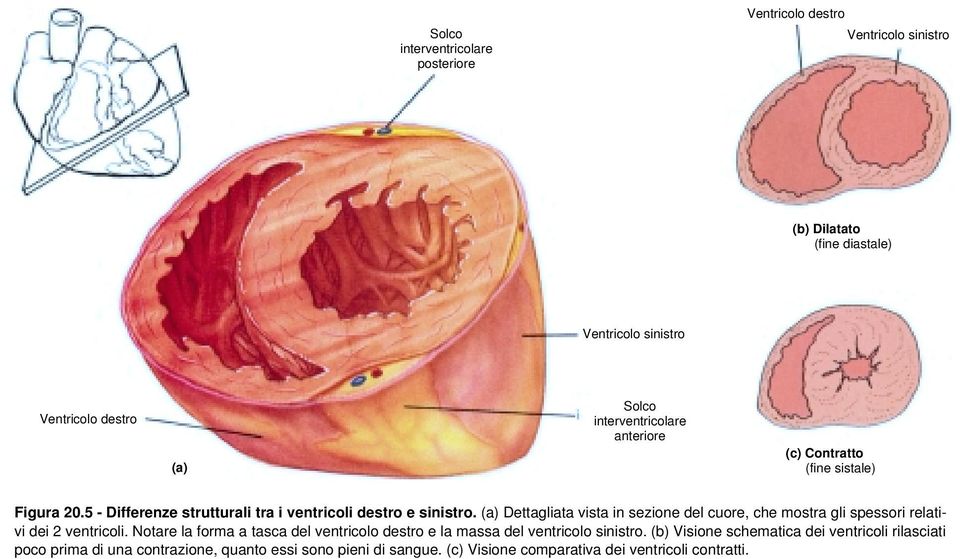 (a) Dettagliata vista in sezione del cuore, che mostra gli spessori relativi dei 2 ventricoli.