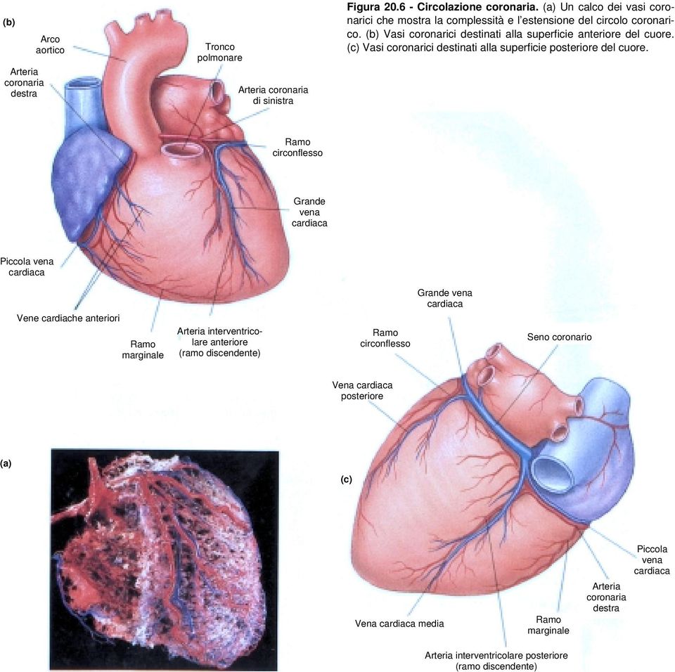 (c) Vasi coronarici destinati alla superficie posteriore del cuore.