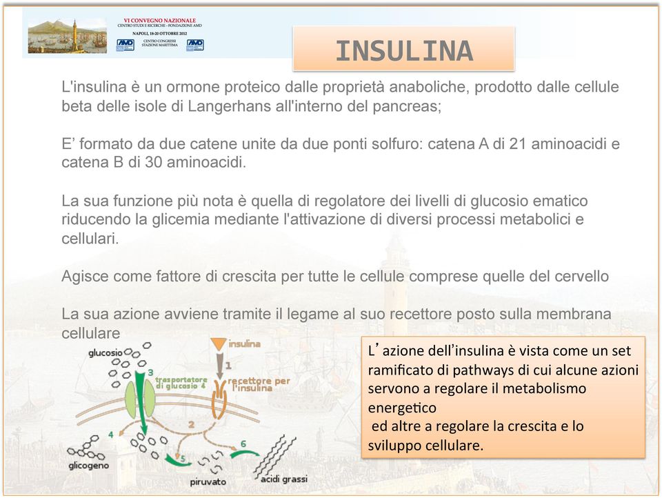 La sua funzione più nota è quella di regolatore dei livelli di glucosio ematico riducendo la glicemia mediante l'attivazione di diversi processi metabolici e cellulari.