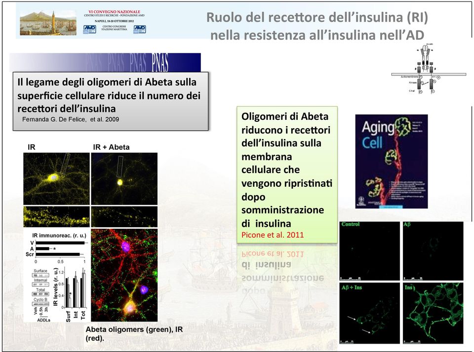 2009 IR oligomers IR + Abeta Oligomeri di Abeta riducono i rece=ori dell insulina sulla membrana cellulare