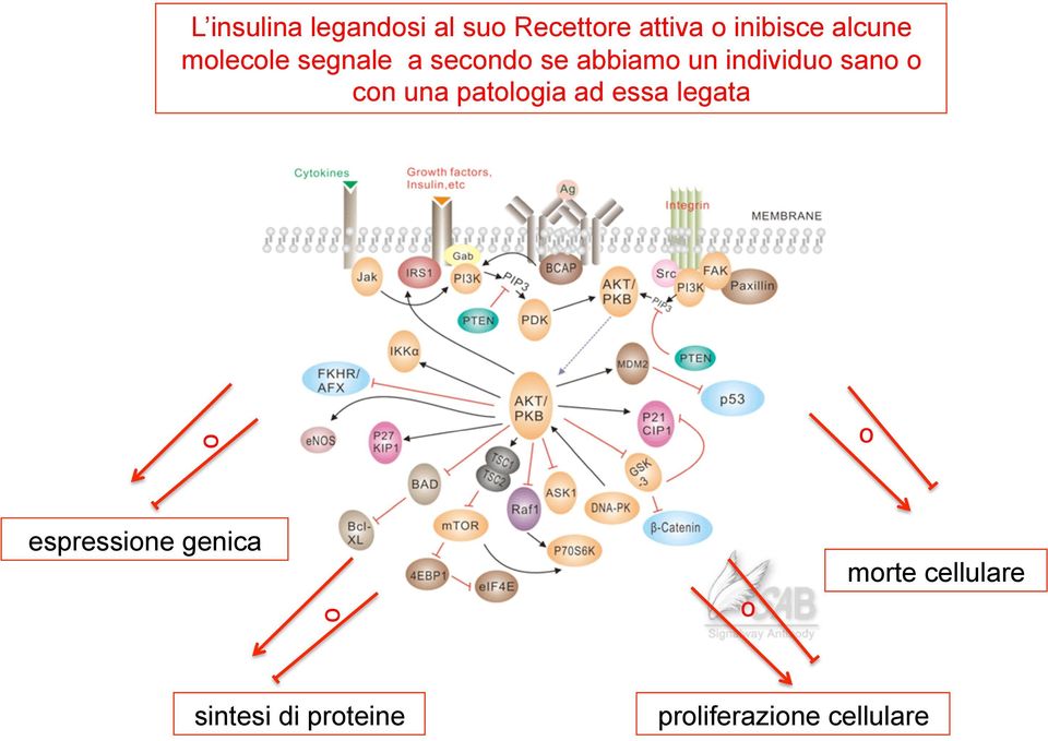 sano o con una patologia ad essa legata o o espressione