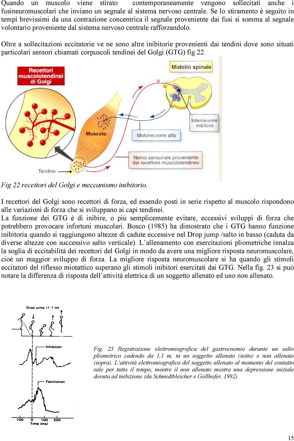 Oltre a sollecitazioni eccitatorie ve ne sono altre inibitorie provenienti dai tendini dove sono situati particolari sensori chiamati corpuscoli tendinei del Golgi (GTG) fig 22.