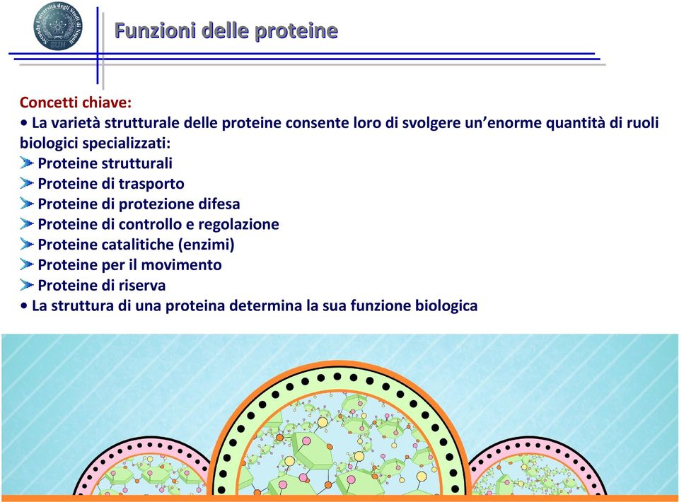 trasporto Proteine di protezione difesa Proteine di controllo e regolazione Proteine catalitiche