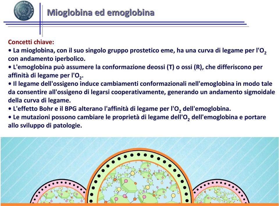 Il legame dell'ossigeno induce cambiamenti conformazionali nell'emoglobina in modo tale da consentire all'ossigeno di legarsi cooperativamente, generando un andamento