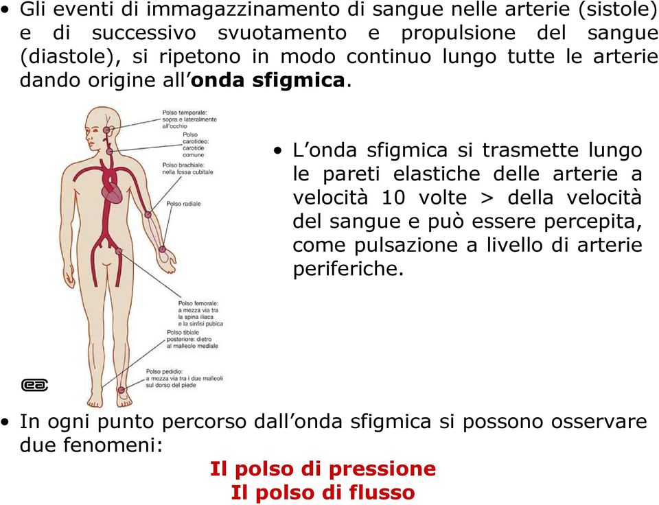 L onda sfigmica si trasmette lungo le pareti elastiche delle arterie a velocità 10 volte > della velocità del sangue e può essere