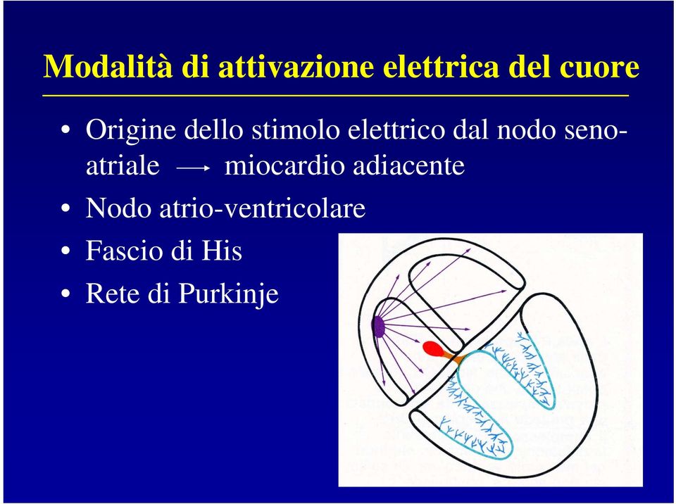 nodo senoatriale miocardio adiacente Nodo