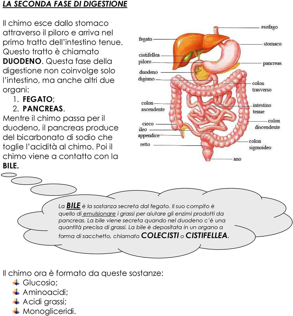 Mentre il chimo passa per il duodeno, il pancreas produce del bicarbonato di sodio che toglie l acidità al chimo. Poi il chimo viene a contatto con la BILE. La BILE è la sostanza secreta dal fegato.