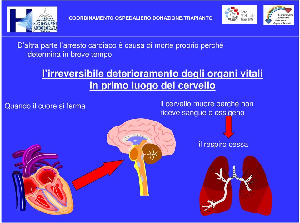 organi vitali in primo luogo del cervello Quando il cuore si