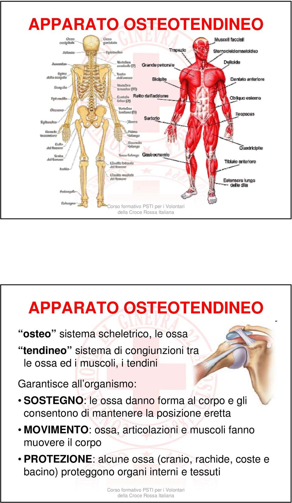 al corpo e gli consentono di mantenere la posizione eretta MOVIMENTO: ossa, articolazioni e muscoli fanno