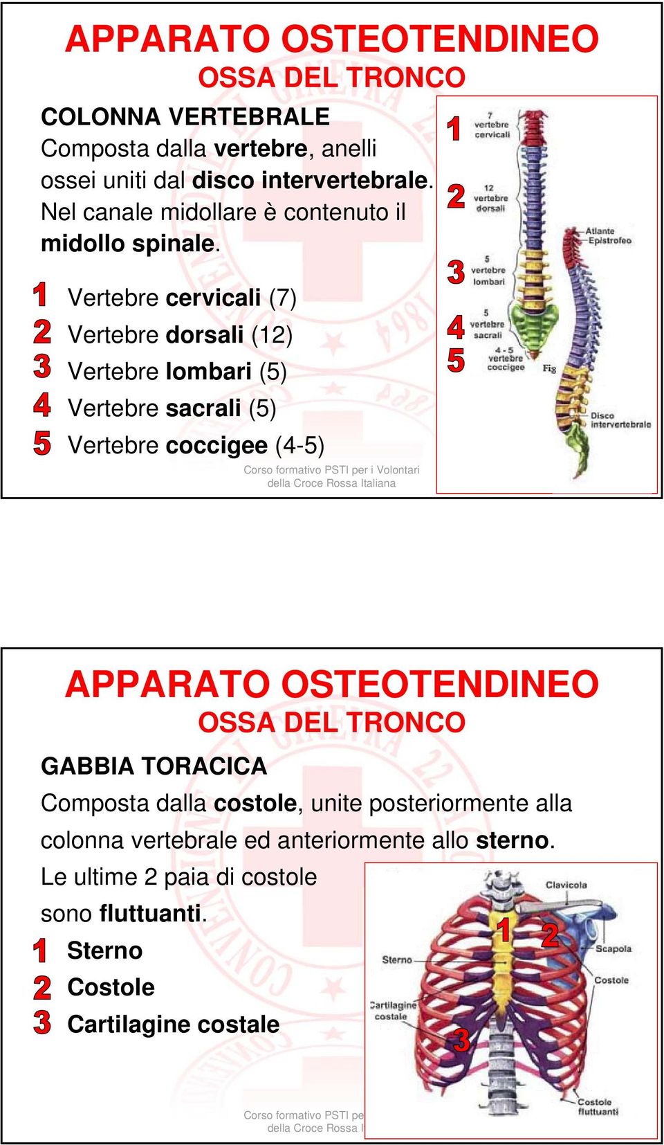 Vertebre cervicali (7) Vertebre dorsali (12) Vertebre lombari (5) Vertebre sacrali (5) Vertebre coccigee (4-5) APPARATO