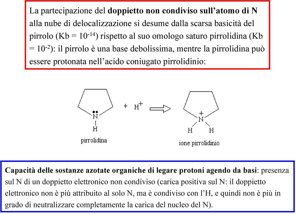 Capacità delle sostanze azotate organiche di legare protoni agendo da basi: presenza sul N di un doppietto elettronico non condiviso (carica positiva sul N: il