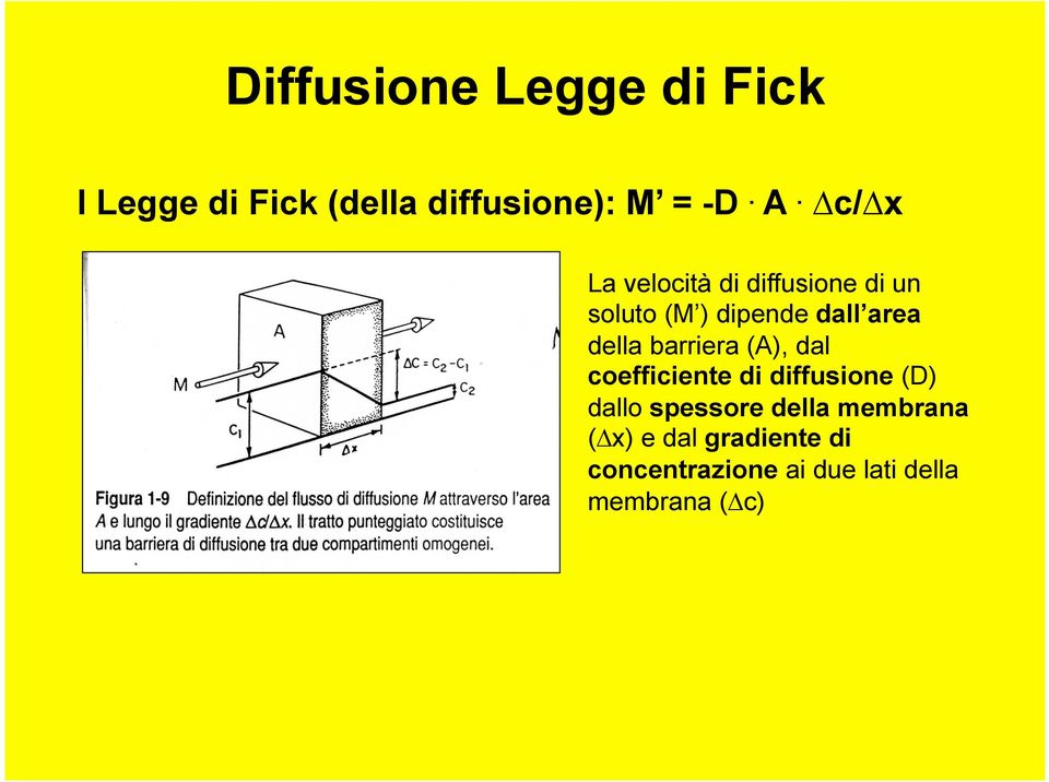 barriera (A), dal coefficiente di diffusione (D) dallo spessore della