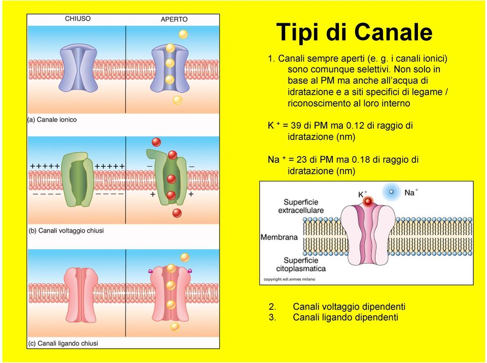 riconoscimento al loro interno K + = 39 di PM ma 0.