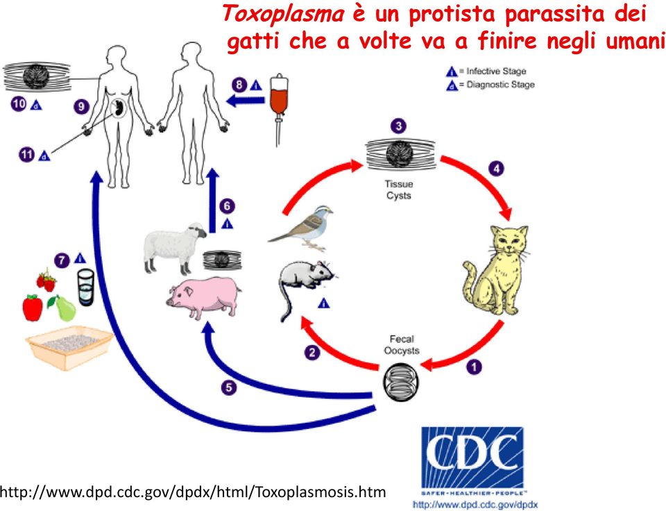 htm Toxoplasma è un protista