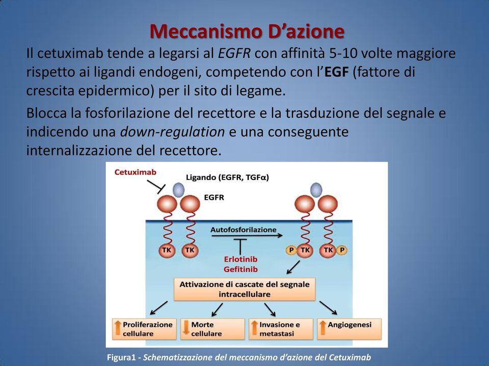 Blocca la fosforilazione del recettore e la trasduzione del segnale e indicendo una down-regulation e