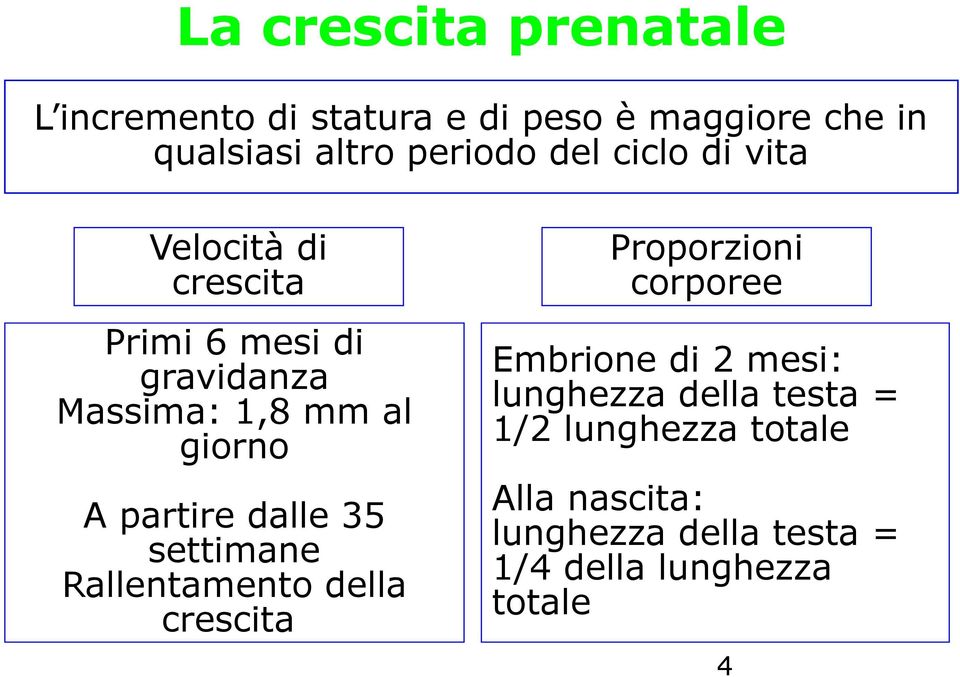 mm al giorno Embrione di 2 mesi: lunghezza della testa = 1/2 lunghezza totale A partire dalle 35