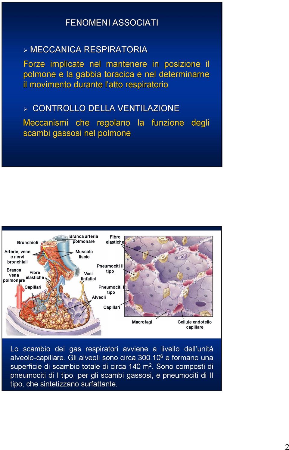 polmonare Capillari Muscolo liscio Pneumociti II tipo Vasi linfatici Pneumociti I tipo Alveoli Capillari Macrofagi Cellule endotelio capillare Lo scambio dei gas respiratori avviene a livello dell