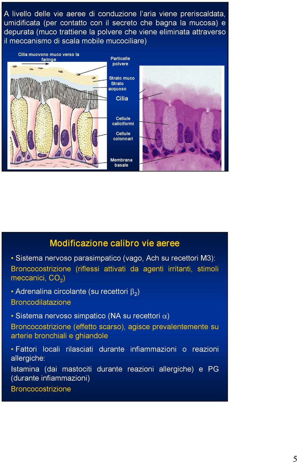 calibro vie aeree Sistema nervoso parasimpatico (vago, Ach su recettori M3): Broncocostrizione (riflessi attivati da agenti irritanti, stimoli meccanici, CO 2 ) Adrenalina circolante (su recettori β
