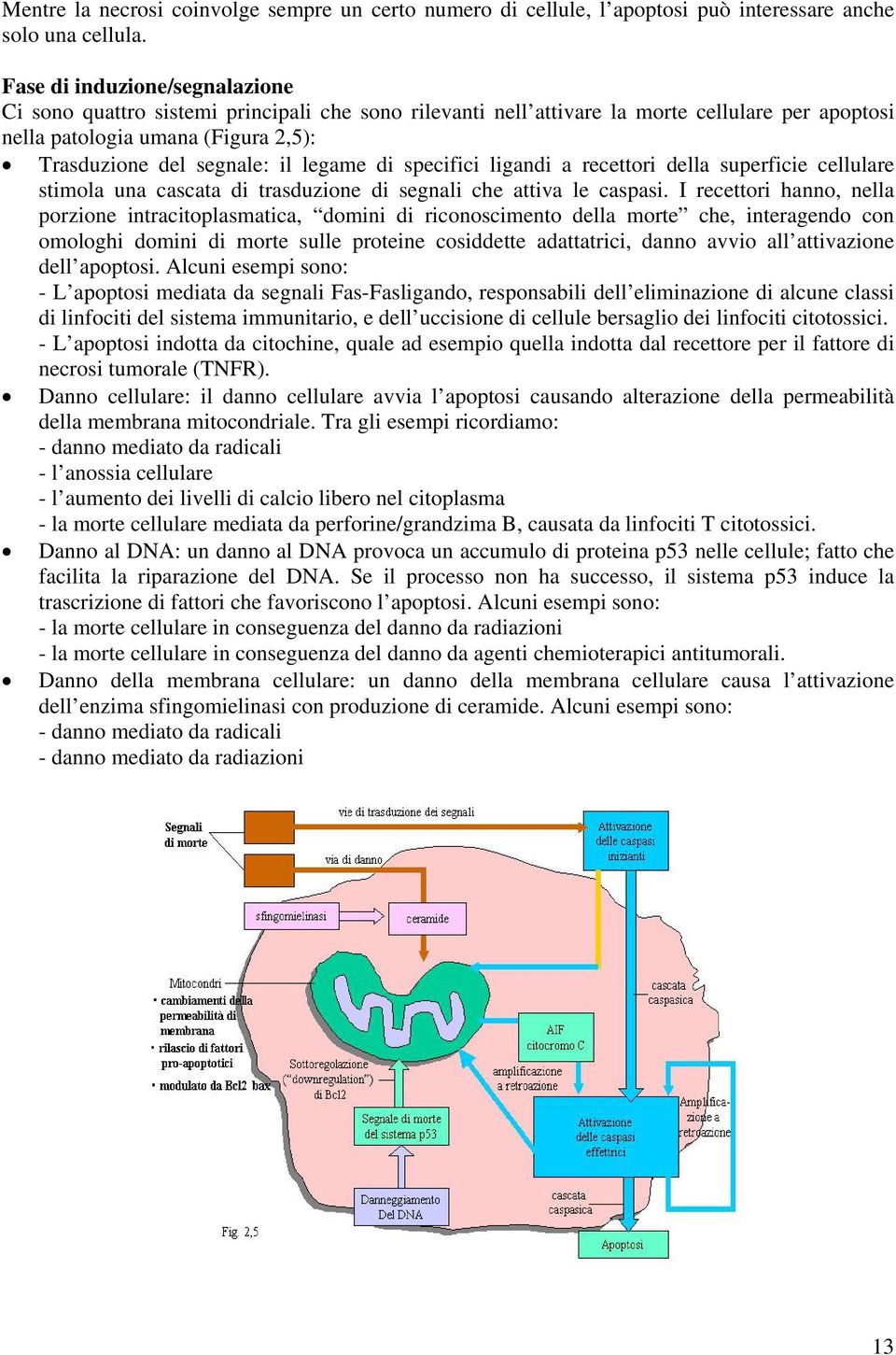 legame di specifici ligandi a recettori della superficie cellulare stimola una cascata di trasduzione di segnali che attiva le caspasi.