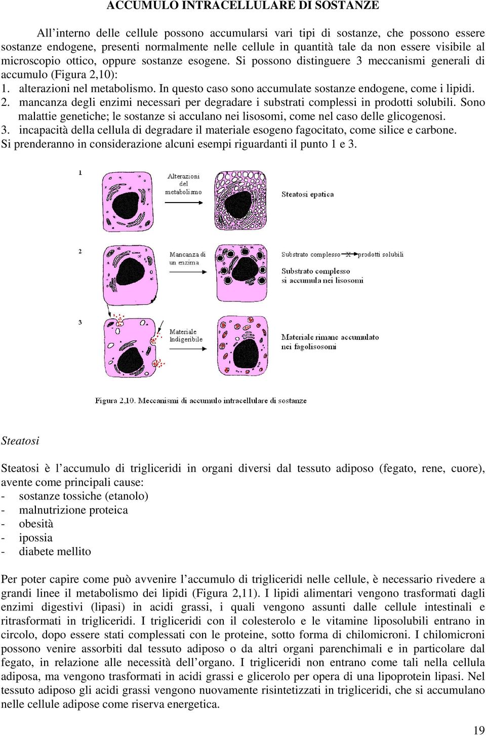 In questo caso sono accumulate sostanze endogene, come i lipidi. 2. mancanza degli enzimi necessari per degradare i substrati complessi in prodotti solubili.