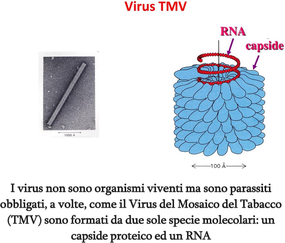 il Virus del Mosaico del Tabacco (TMV) sono formati