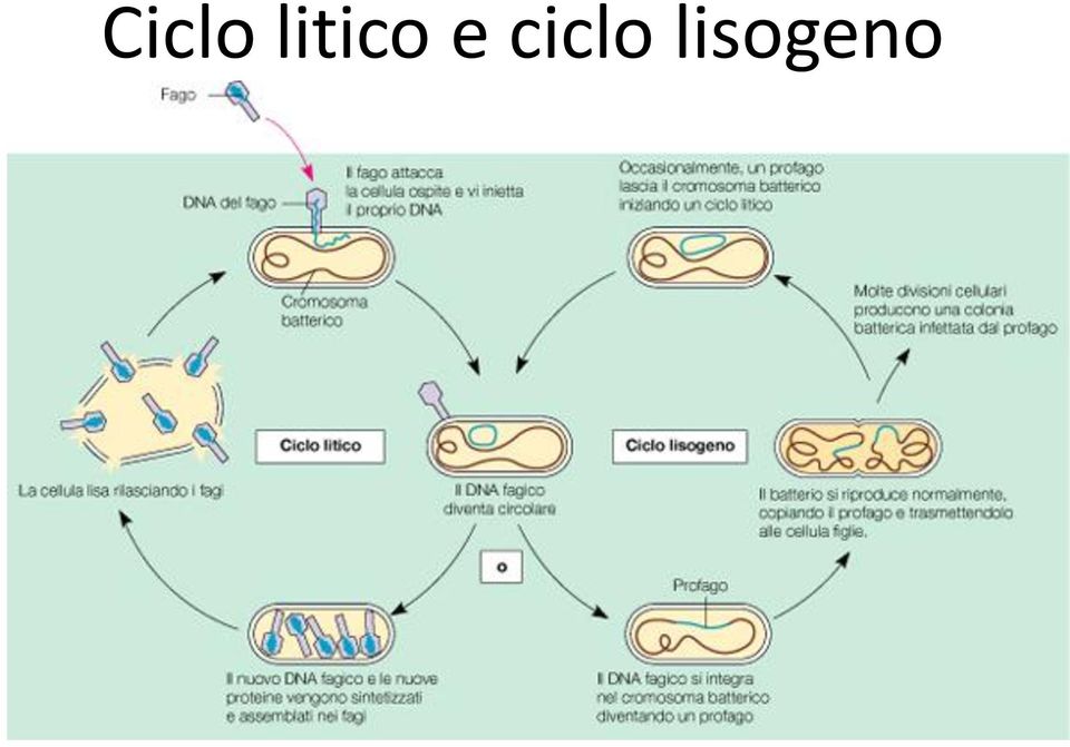 ciclo