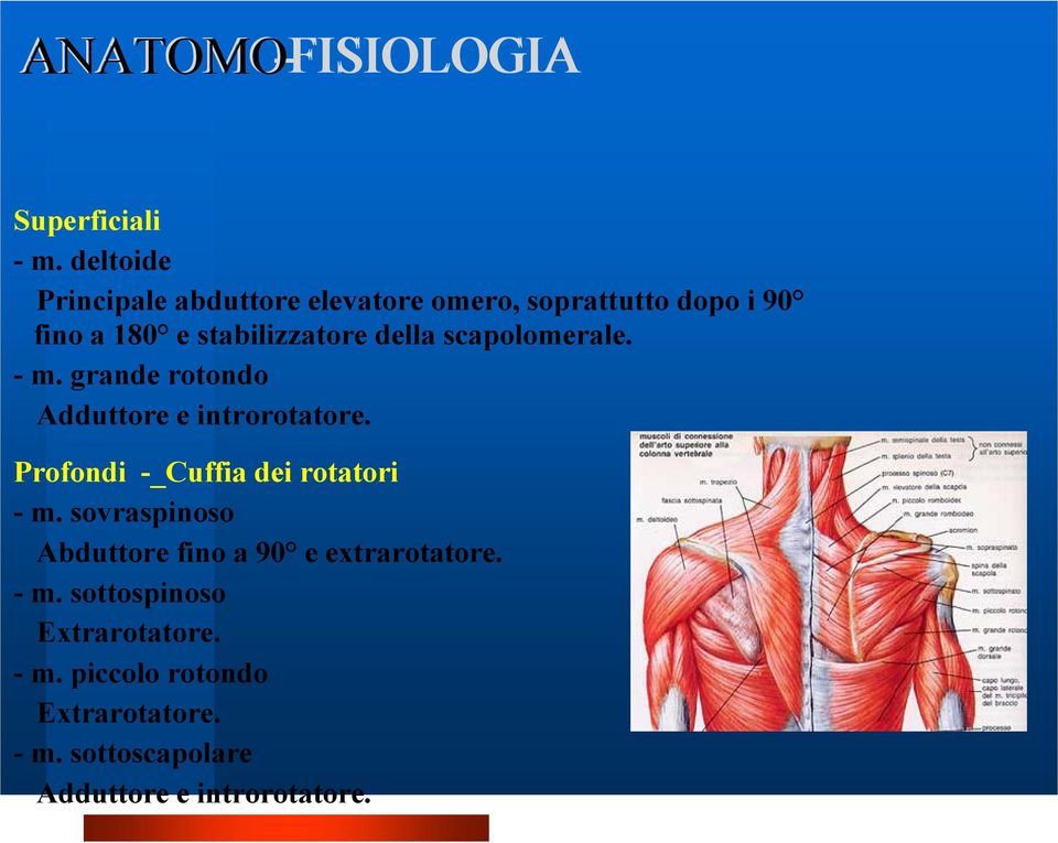 della scapolomerale. - m. grande rotondo Adduttore e introrotatore.