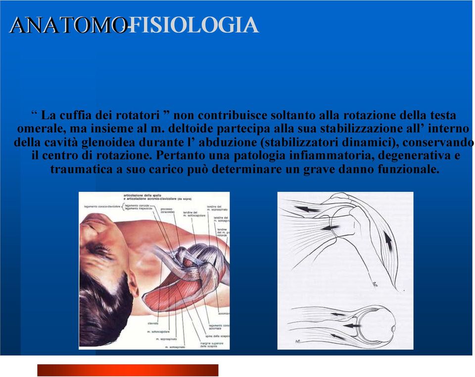 deltoide partecipa alla sua stabilizzazione all interno della cavità glenoidea durante l abduzione