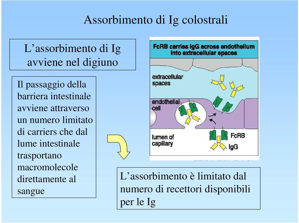 di carriers che dal lume intestinale trasportano macromolecole direttamente