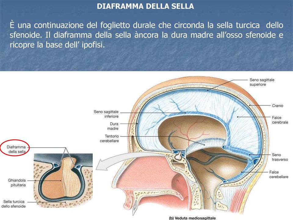 dello sfenoide.