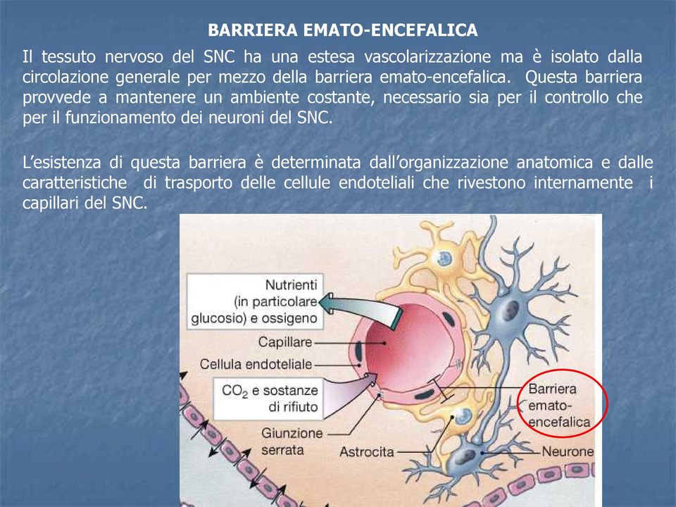 Questa barriera provvede a mantenere un ambiente costante, necessario sia per il controllo che per il funzionamento dei