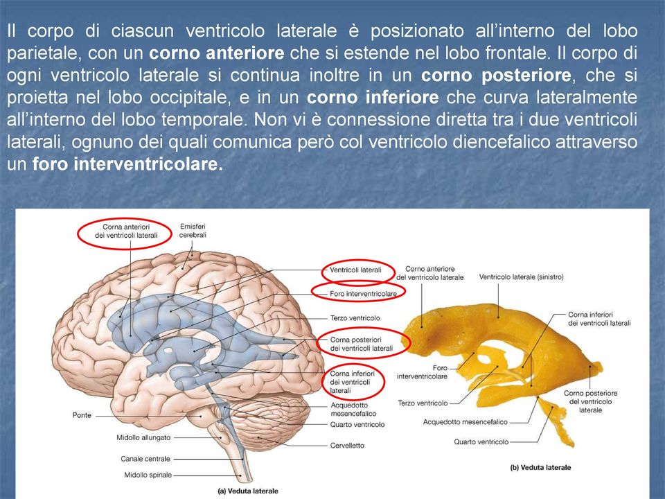 Il corpo di ogni ventricolo laterale si continua inoltre in un corno posteriore, che si proietta nel lobo occipitale, e in