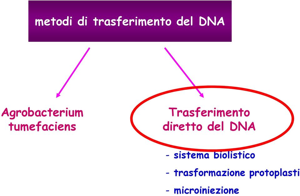 Trasferimento diretto del DNA -