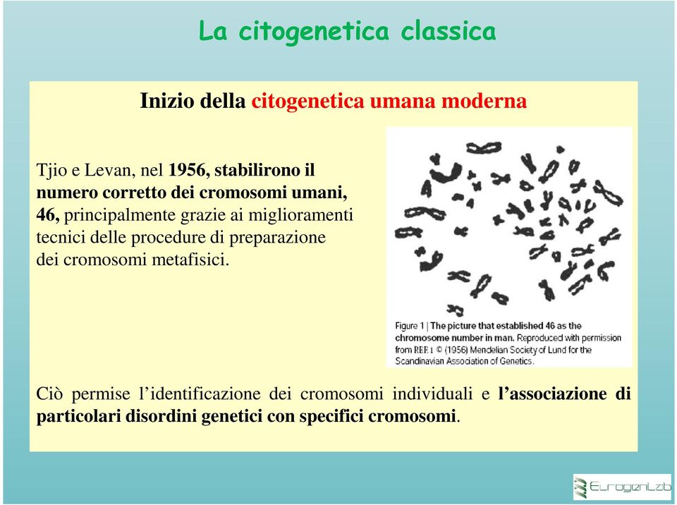 tecnici delle procedure di preparazione dei cromosomi metafisici.