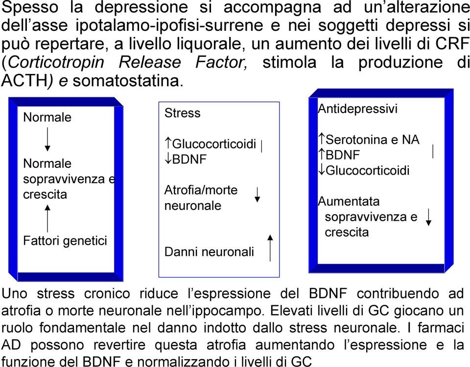 Normale Normale sopravvivenza e crescita Fattori genetici Stress Glucocorticoidi BDNF Atrofia/morte neuronale Danni neuronali Antidepressivi Serotonina e NA BDNF Glucocorticoidi Aumentata