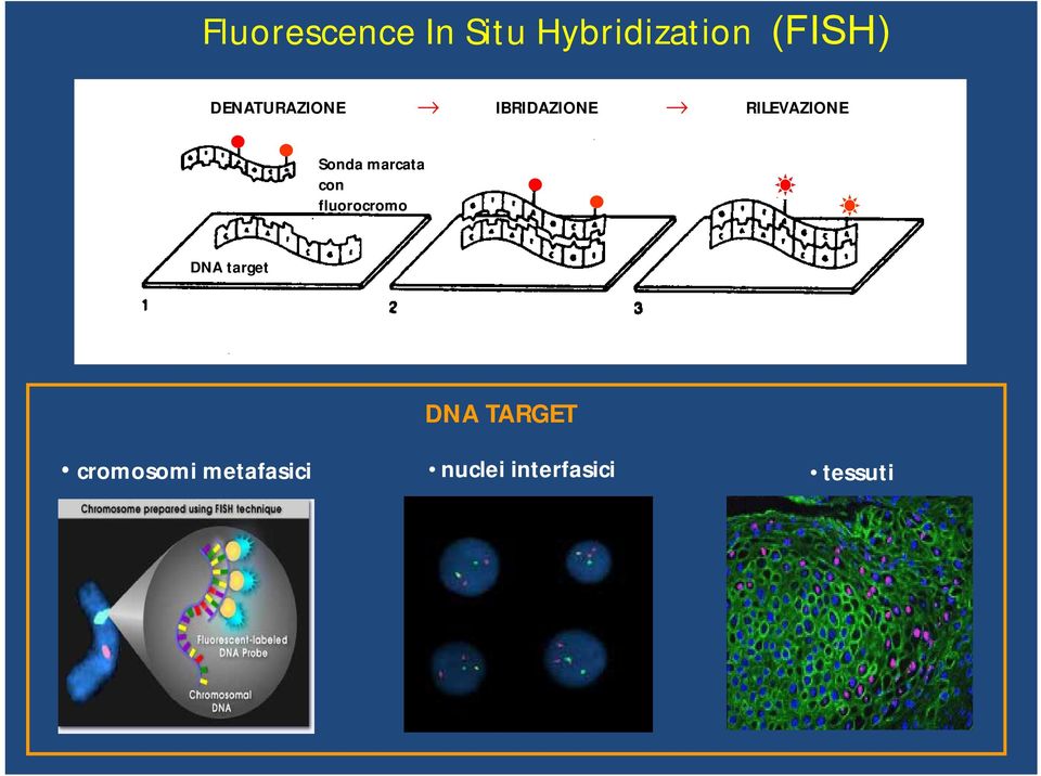 marcata con fluorocromo DNA target DNA