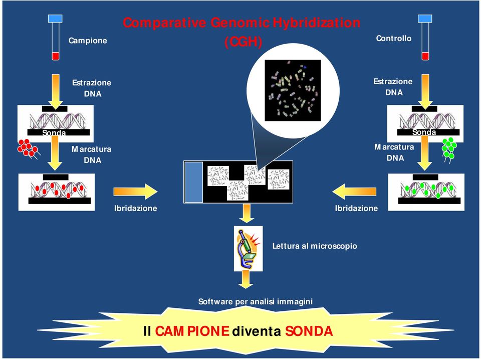 DNA Sonda Marcatura DNA Ibridazione Ibridazione Lettura