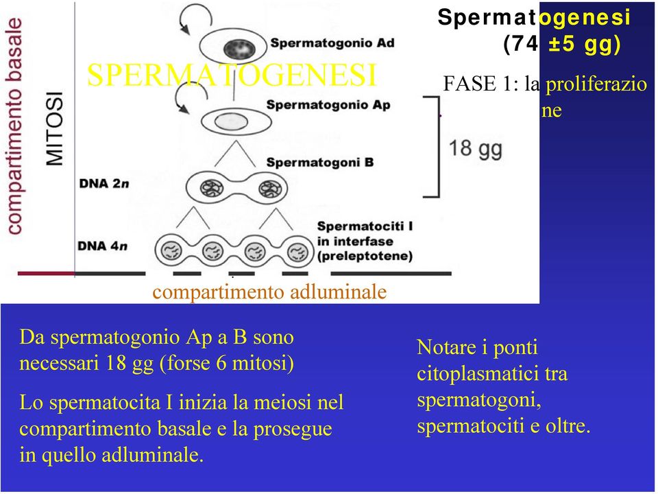 (forse 6 mitosi) Lo spermatocita I inizia la meiosi nel compartimento basale