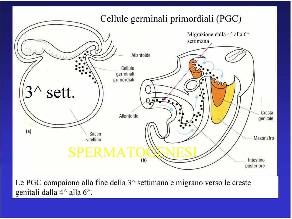 Le PGC compaiono alla fine della 3^ settimana