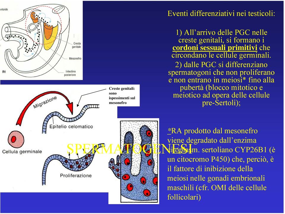 2) dalle PGC si differenziano spermatogoni che non proliferano e non entrano in meiosi* fino alla pubertà (blocco mitotico e meiotico ad opera delle