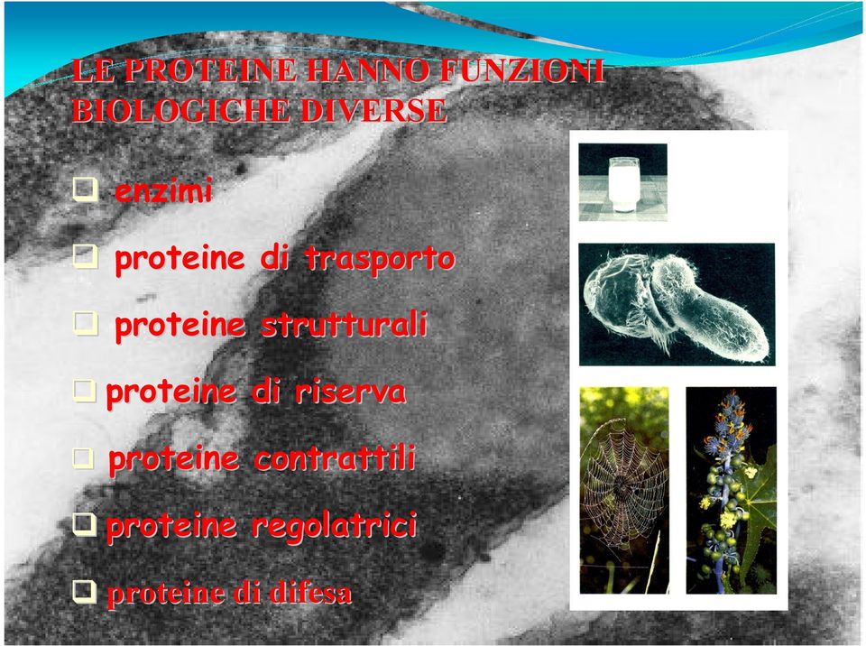proteine strutturali proteine di riserva