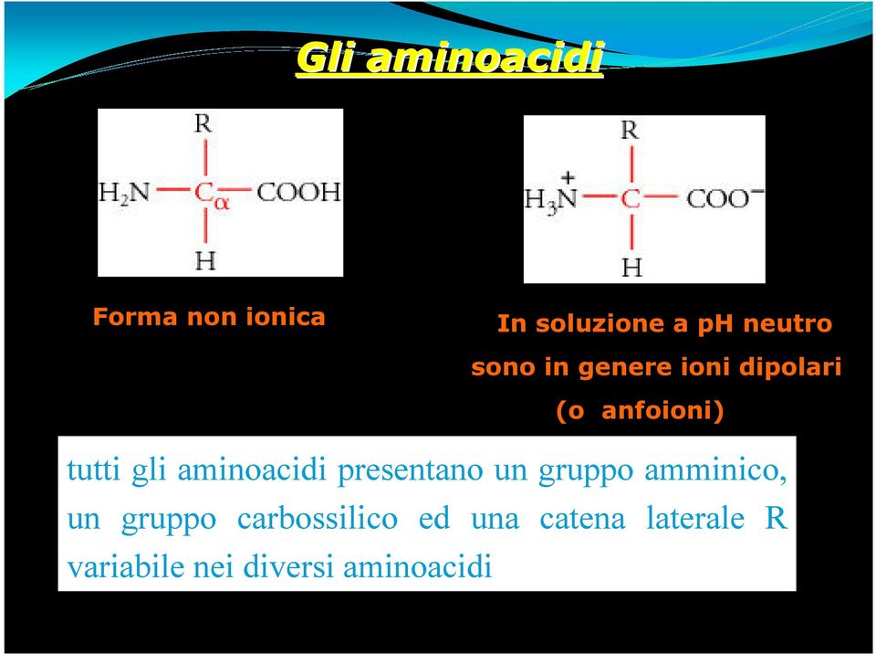 aminoacidi presentano un gruppo amminico, un gruppo