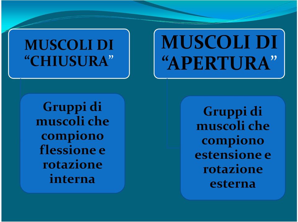 e rotazione interna Gruppi di muscoli