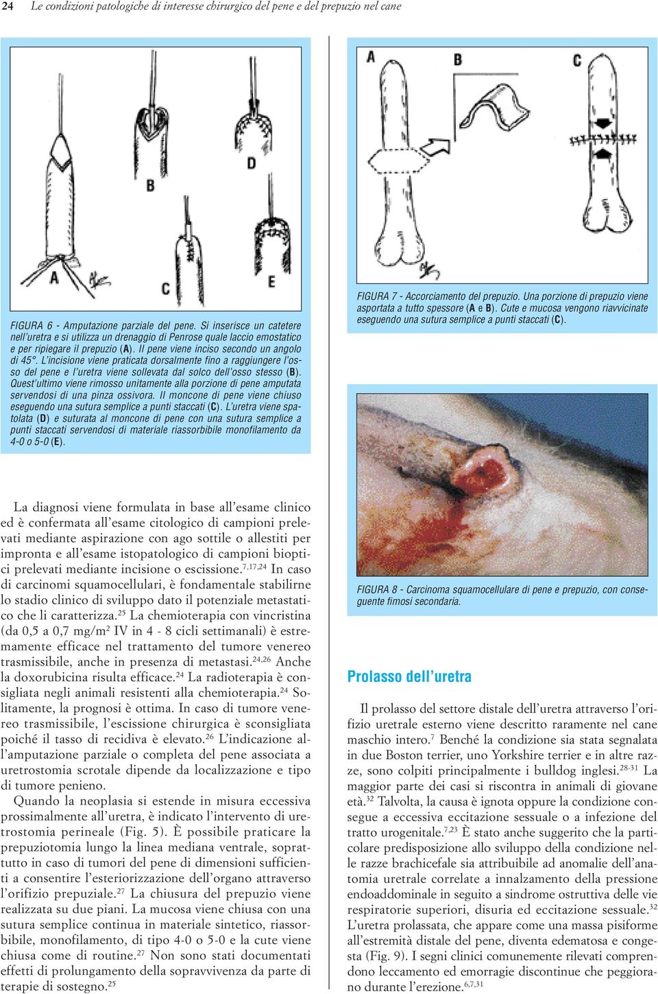 L incisione viene praticata dorsalmente fino a raggiungere l osso del pene e l uretra viene sollevata dal solco dell osso stesso (B).