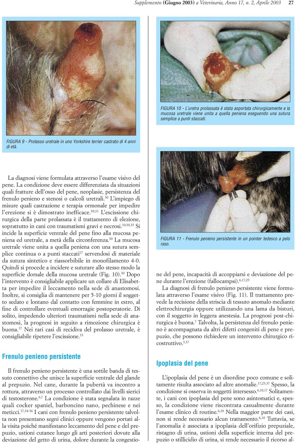 FIGURA 9 - Prolasso uretrale in uno Yorkshire terrier castrato di 4 anni di età. La diagnosi viene formulata attraverso l esame visivo del pene.