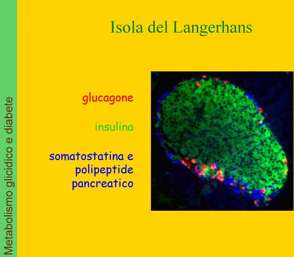 diabete glucagone insulina