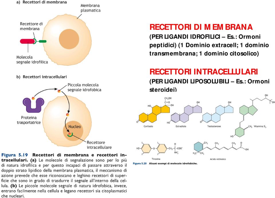 transmembrana; 1 dominio citosolico) RECETTORI