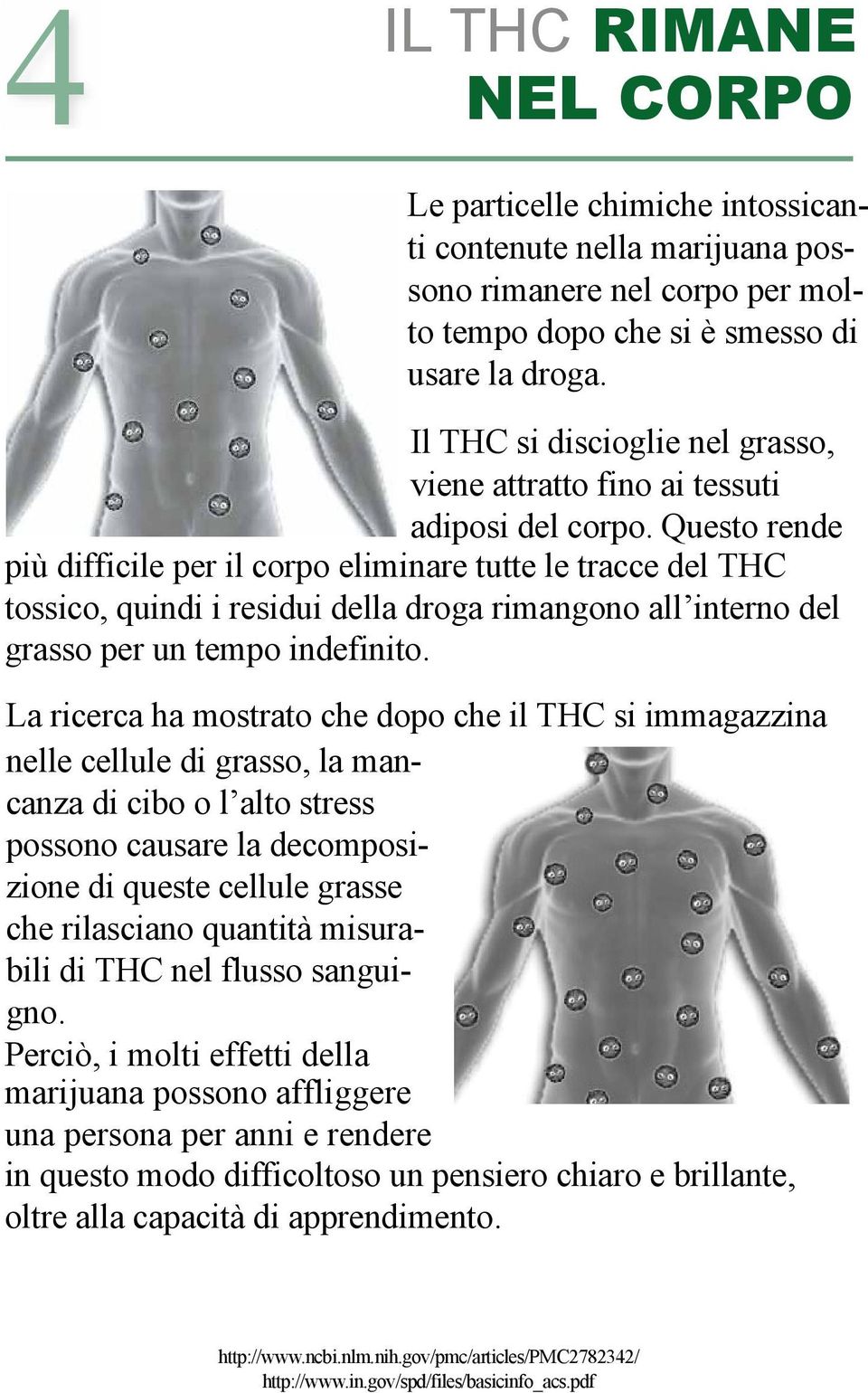 Questo rende più difficile per il corpo eliminare tutte le tracce del THC tossico, quindi i residui della droga rimangono all interno del grasso per un tempo indefinito.