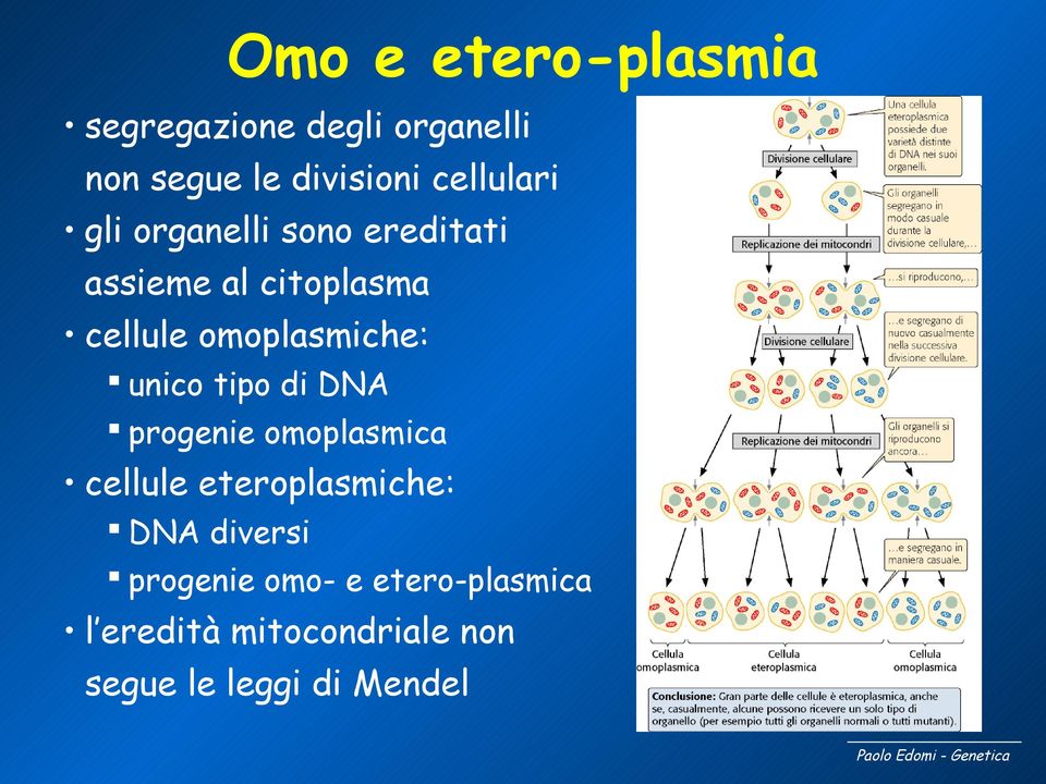 omoplasmiche: unico tipo di DNA progenie omoplasmica cellule eteroplasmiche: